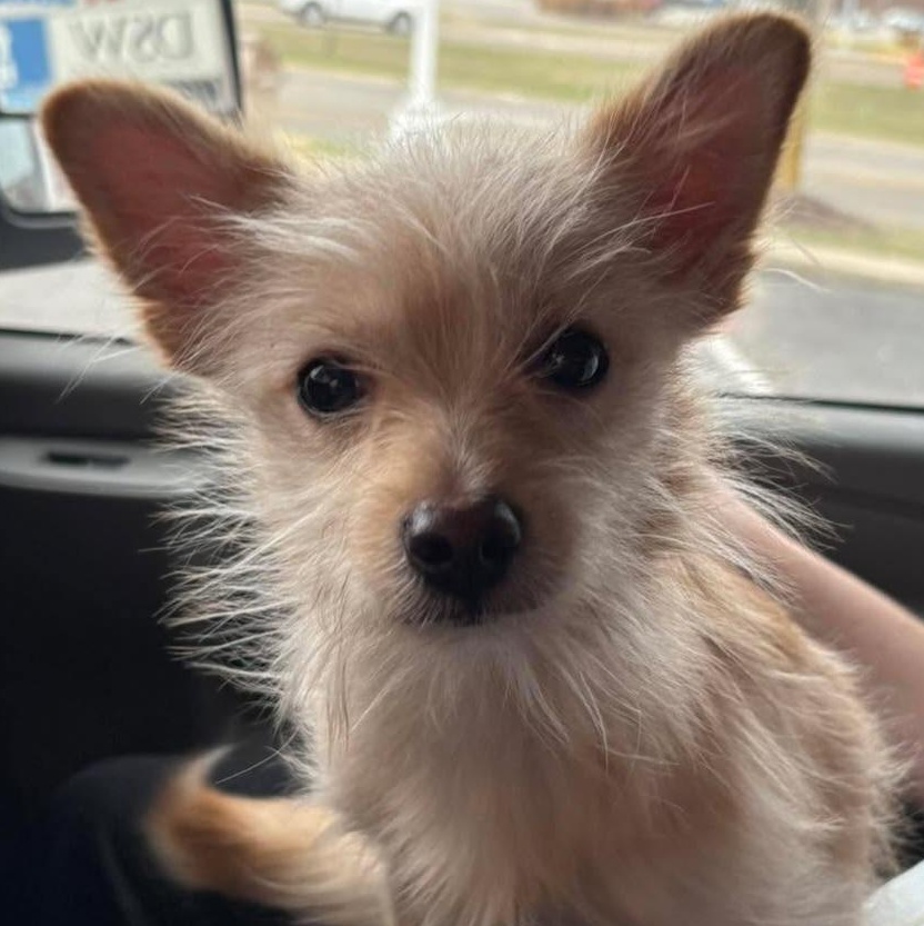 Enlarge Albie, an adopted mixed breed in Normal, IL image 1/6