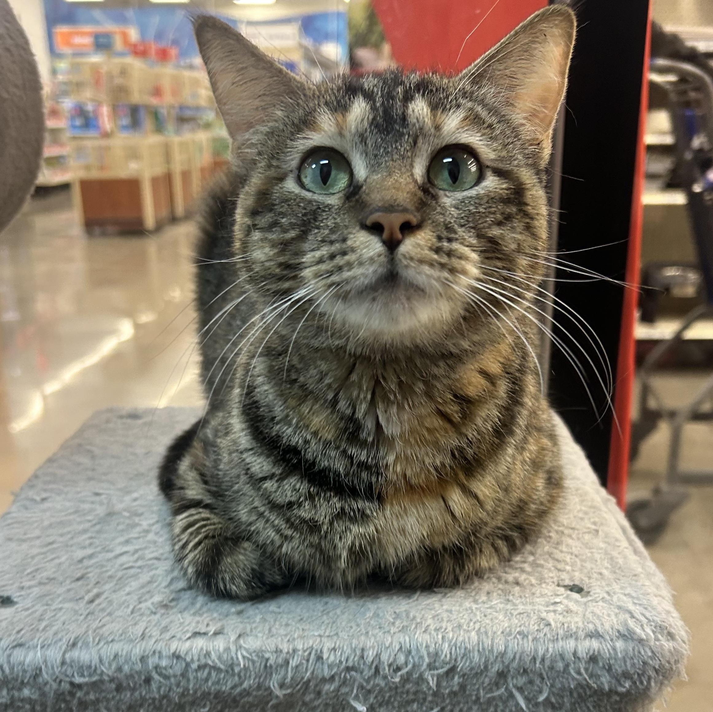 Lisa Vanderpump, Adoptable, Adult Female Domestic Short Hair & Torbie.