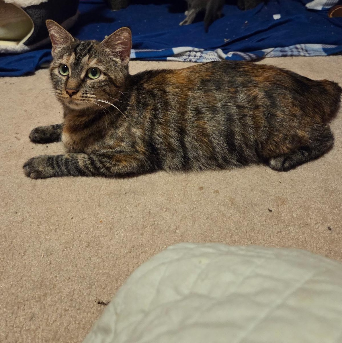 Enlarge Lisa Vanderpump, a Adoptable mixed breed in Omaha, NE image 6/6