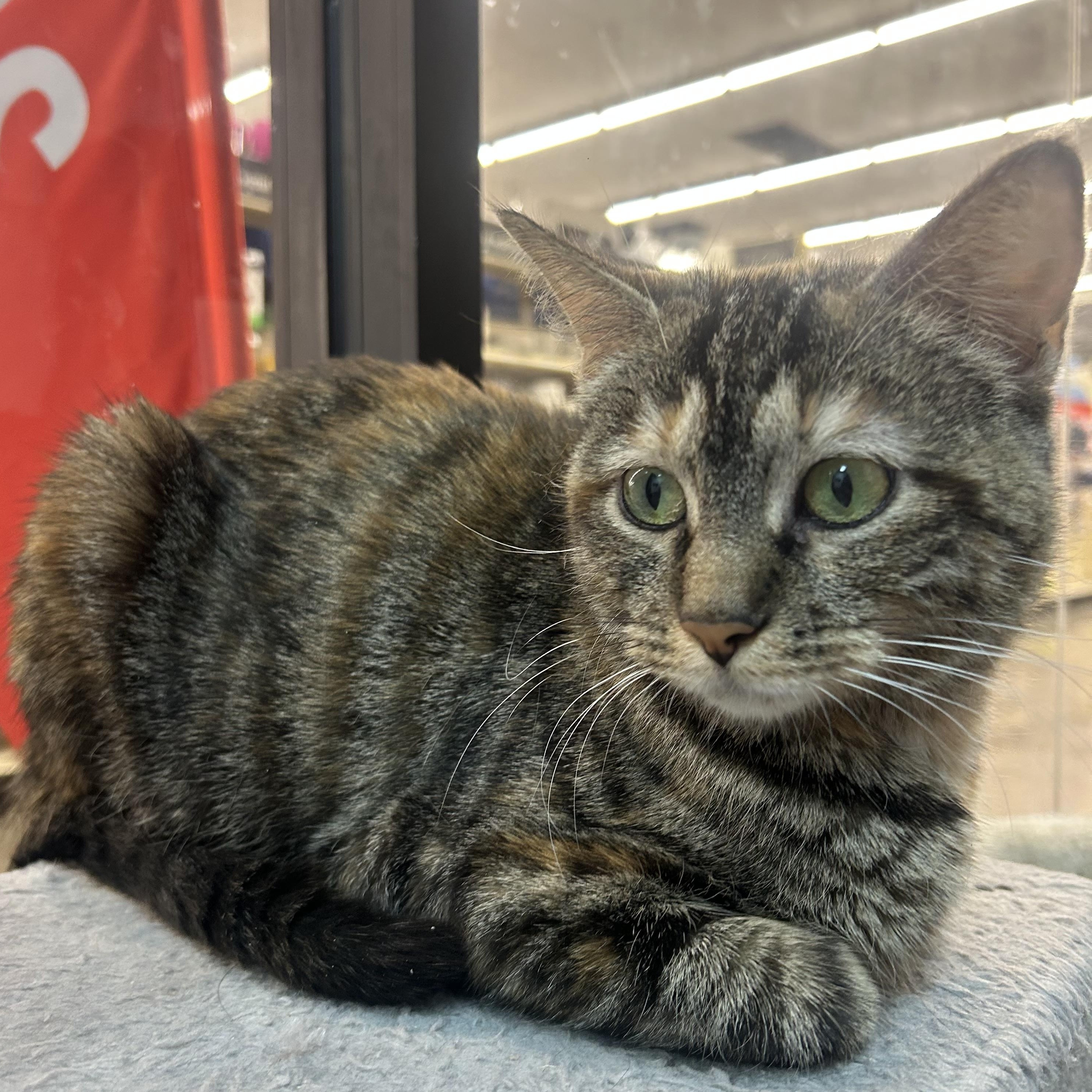 Enlarge Lisa Vanderpump, a Adoptable mixed breed in Omaha, NE image 2/6