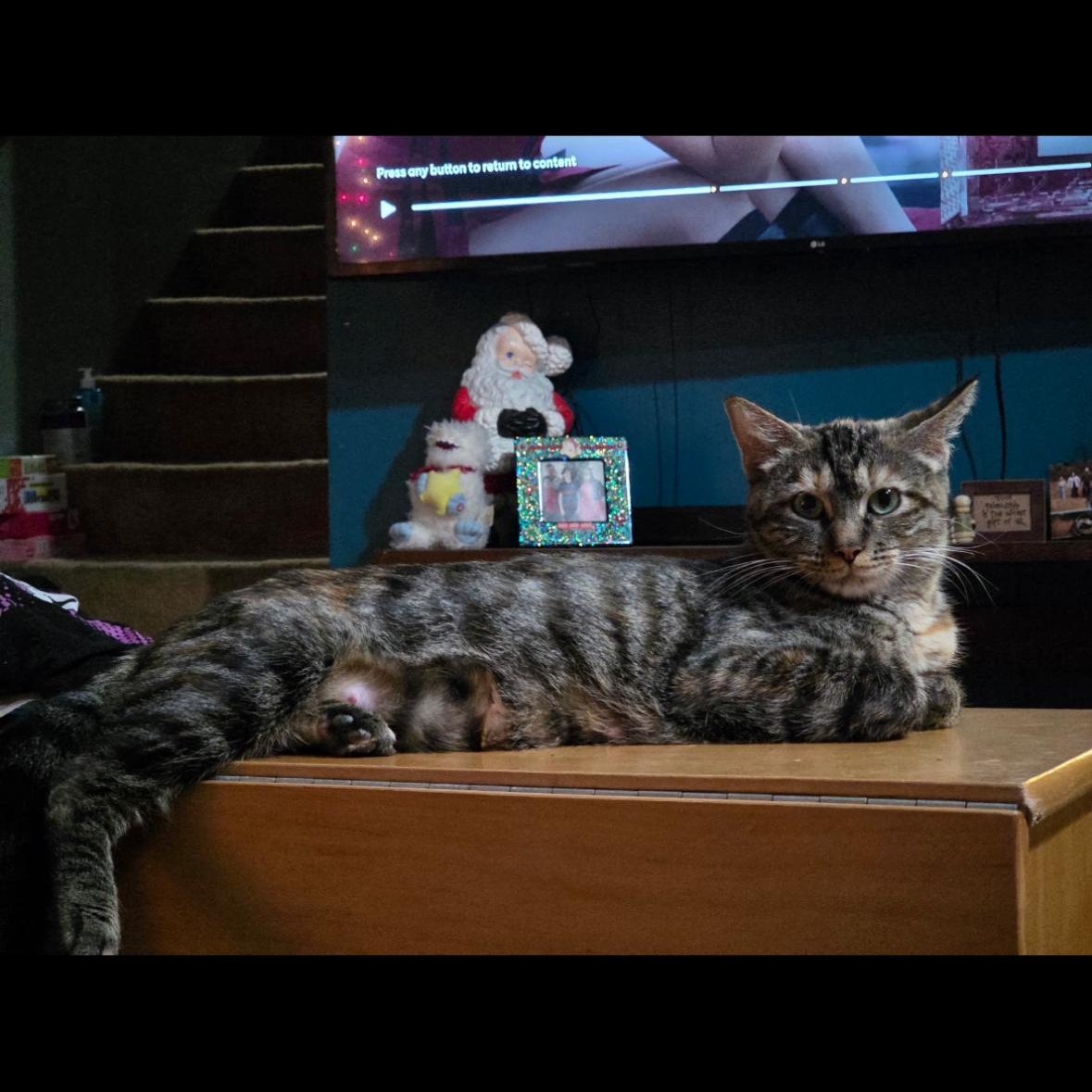 Lisa Vanderpump, Adoptable, Adult Female Domestic Short Hair & Torbie.