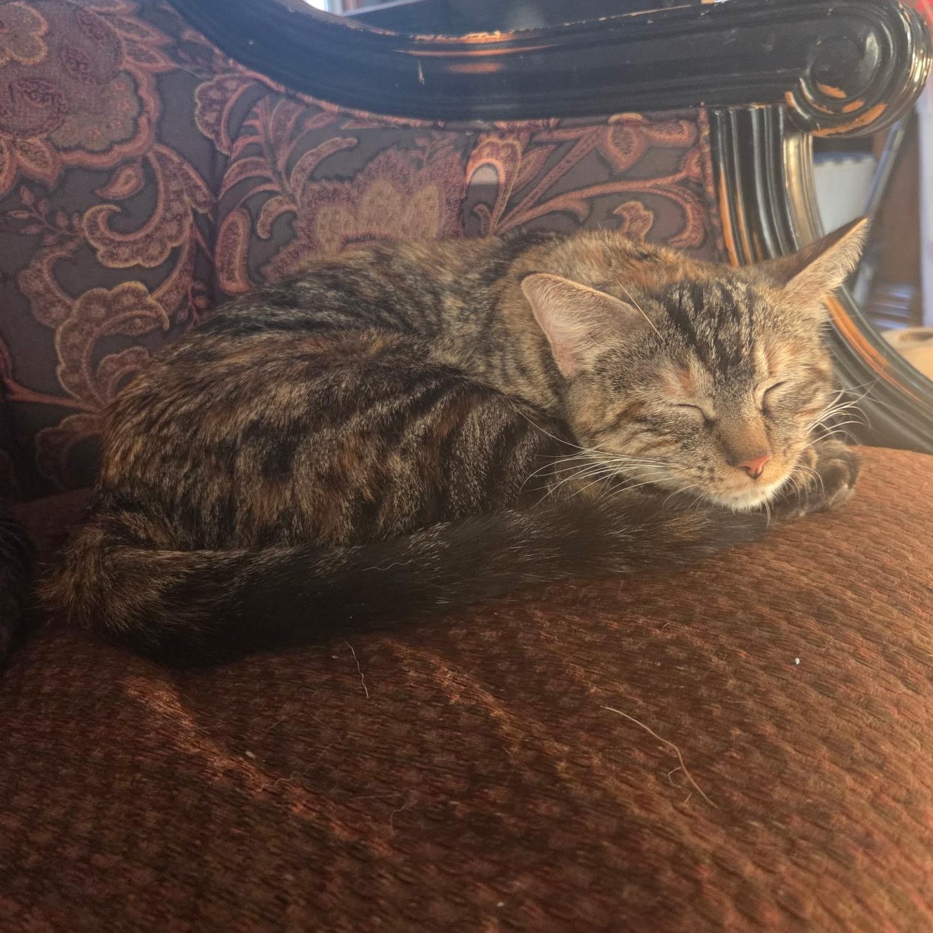 Enlarge Lisa Vanderpump, a Adoptable mixed breed in Omaha, NE image 5/6