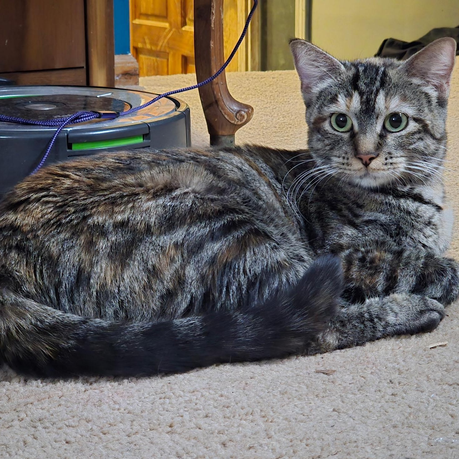 Enlarge Lisa Vanderpump, a Adoptable mixed breed in Omaha, NE image 3/6