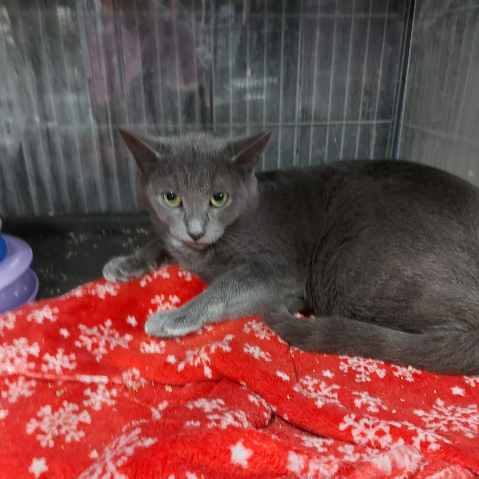 SHILOH, Adoptable, Adult Female Russian Blue & Domestic Short Hair.