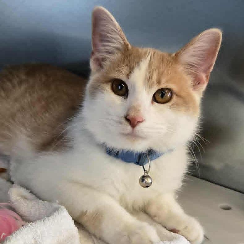 Martin Wayne, Adoptable, Young Male Domestic Short Hair.