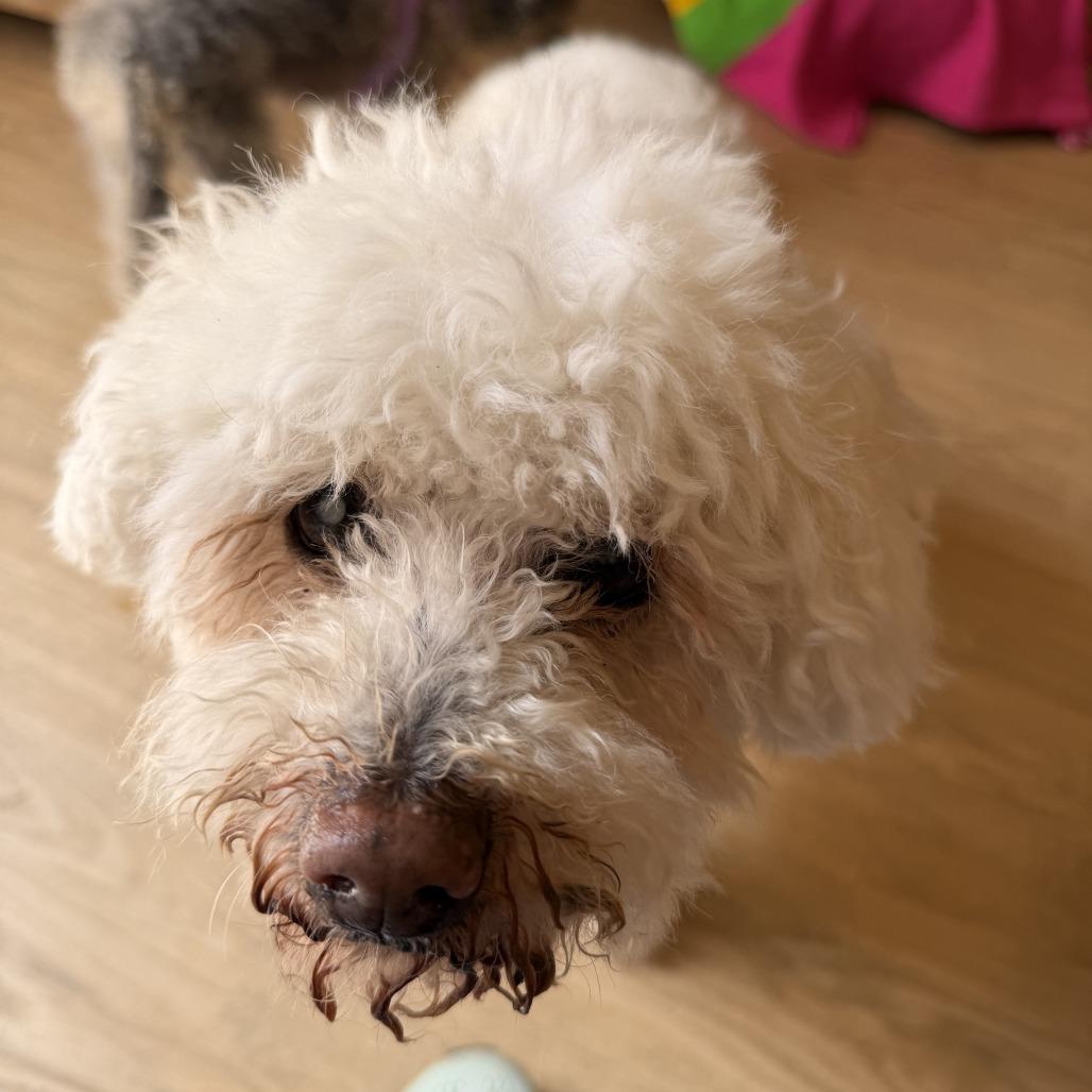 Quick Silver 14211, Adoptable, Senior Male Poodle.