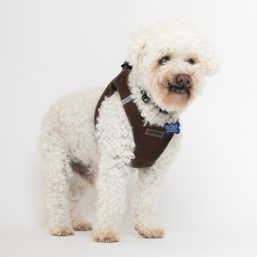 Quick Silver 14211, a Adoptable Poodle in San Francisco, CA image 2/6