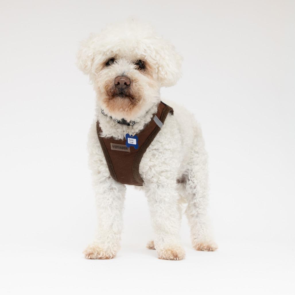 Quick Silver 14211, a Adoptable Poodle in San Francisco, CA image 3/6