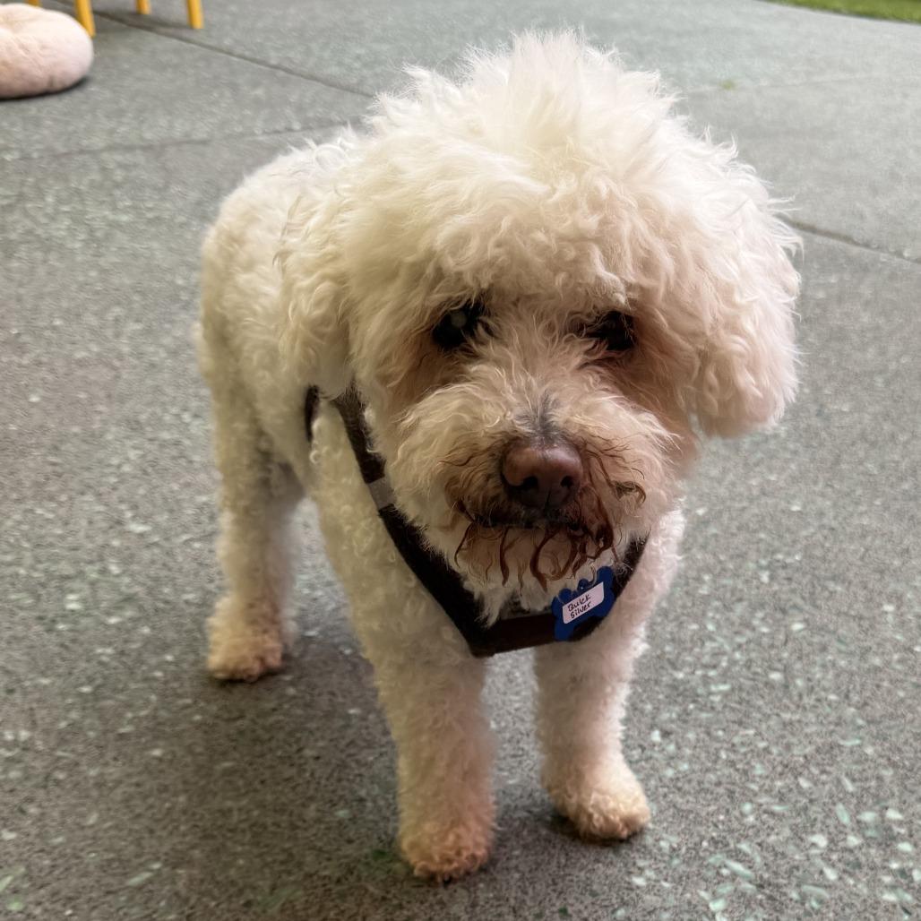 Quick Silver 14211, a Adoptable Poodle in San Francisco, CA image 4/6