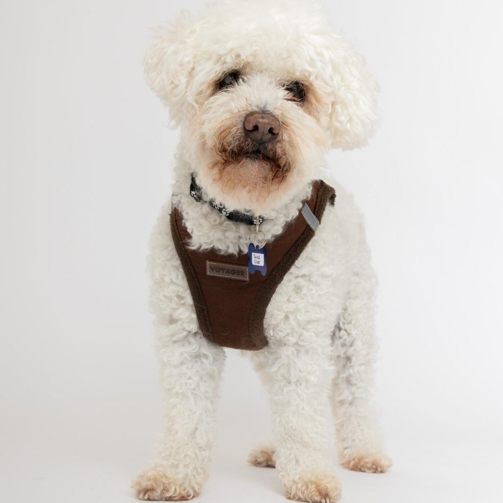Quick Silver 14211, a Adoptable Poodle in San Francisco, CA image 5/6