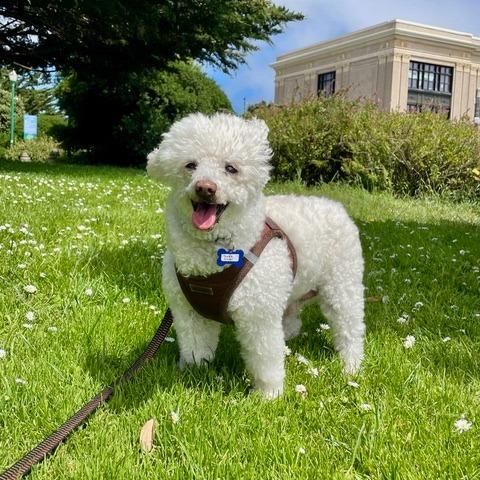 Quick Silver 14211, a Adoptable Poodle in San Francisco, CA image 6/6