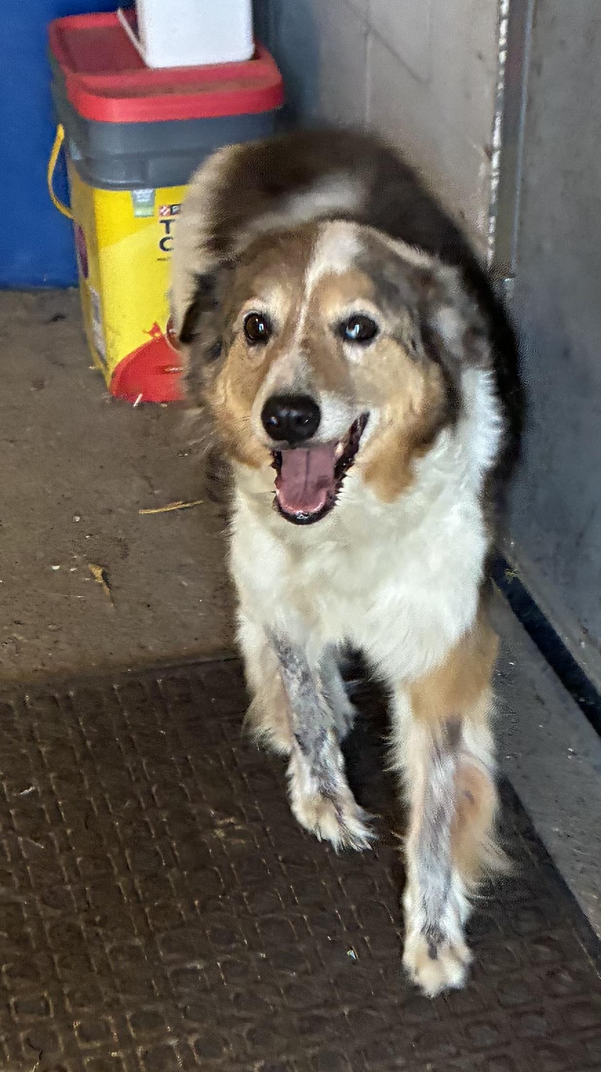 Barney, adopted, Adult Male Border Collie & Australian Shepherd.
