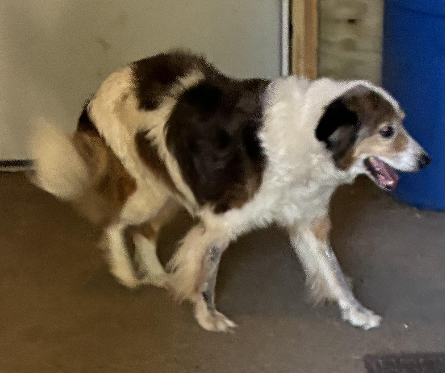 Enlarge Barney, an adopted mixed breed in Kalkaska, MI image 3/3