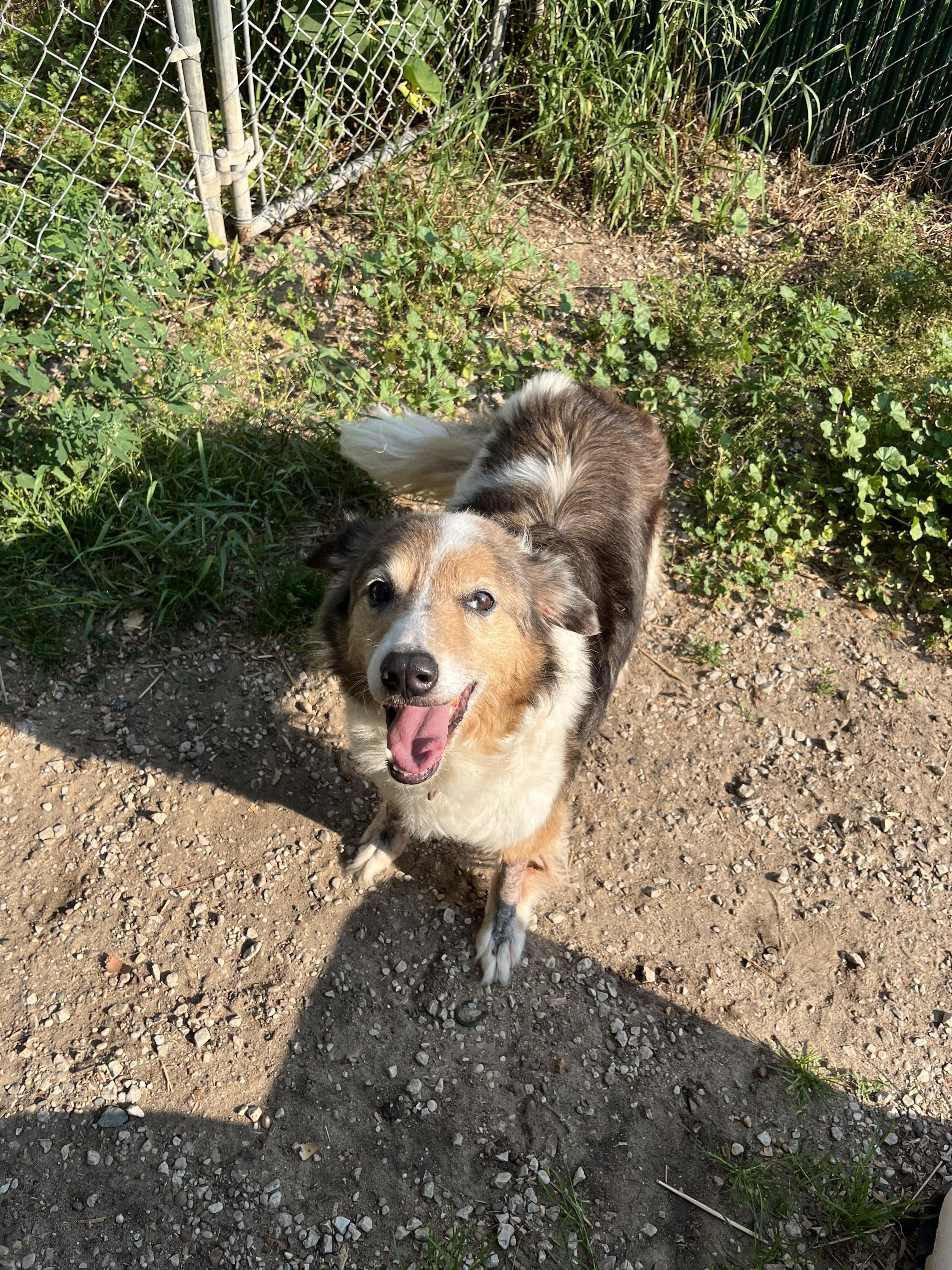 Enlarge Barney, an adopted mixed breed in Kalkaska, MI image 2/3