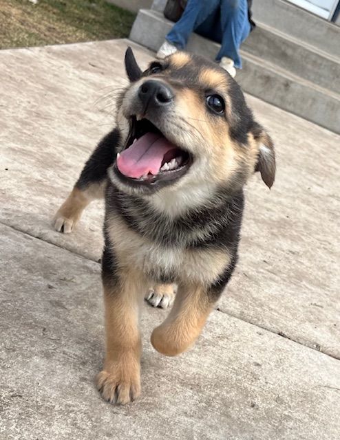 Dharma