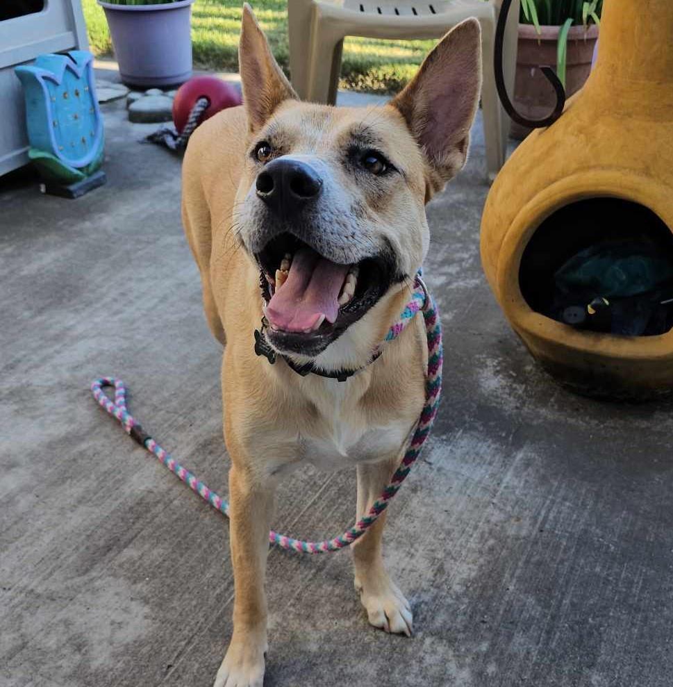Miss Josey Joe - In Foster Care, Adoptable, Adult Female Shepherd & Akita.