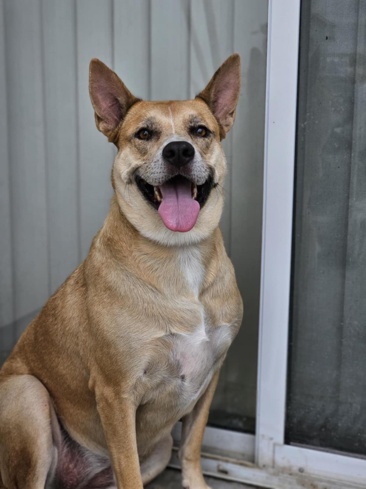 Miss Josey Joe - In Foster Care, a Adoptable mixed breed in Rockwall, TX image 2/3