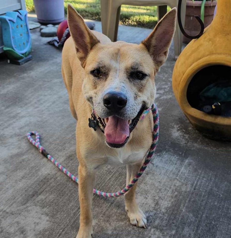 Miss Josey Joe - In Foster Care, a Adoptable mixed breed in Rockwall, TX image 3/3
