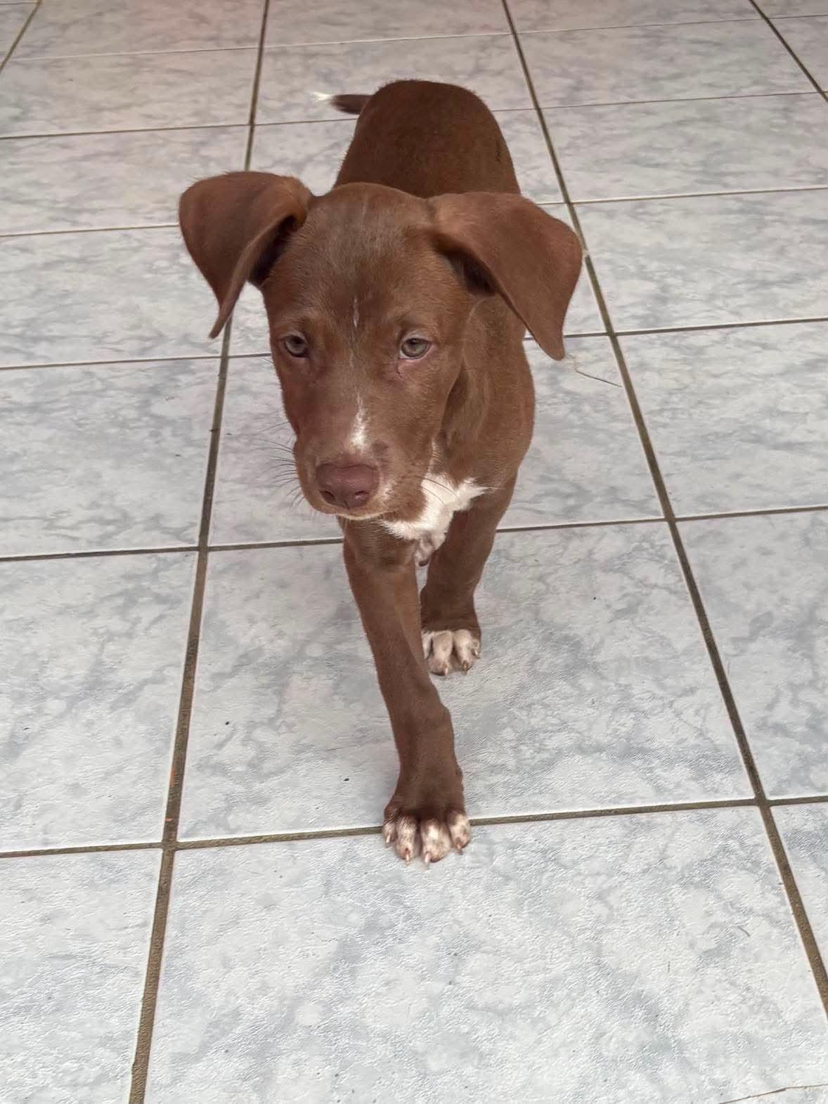 Enlarge Luke, a Adopted Chocolate Labrador Retriever in Jenkintown, PA image 1/1