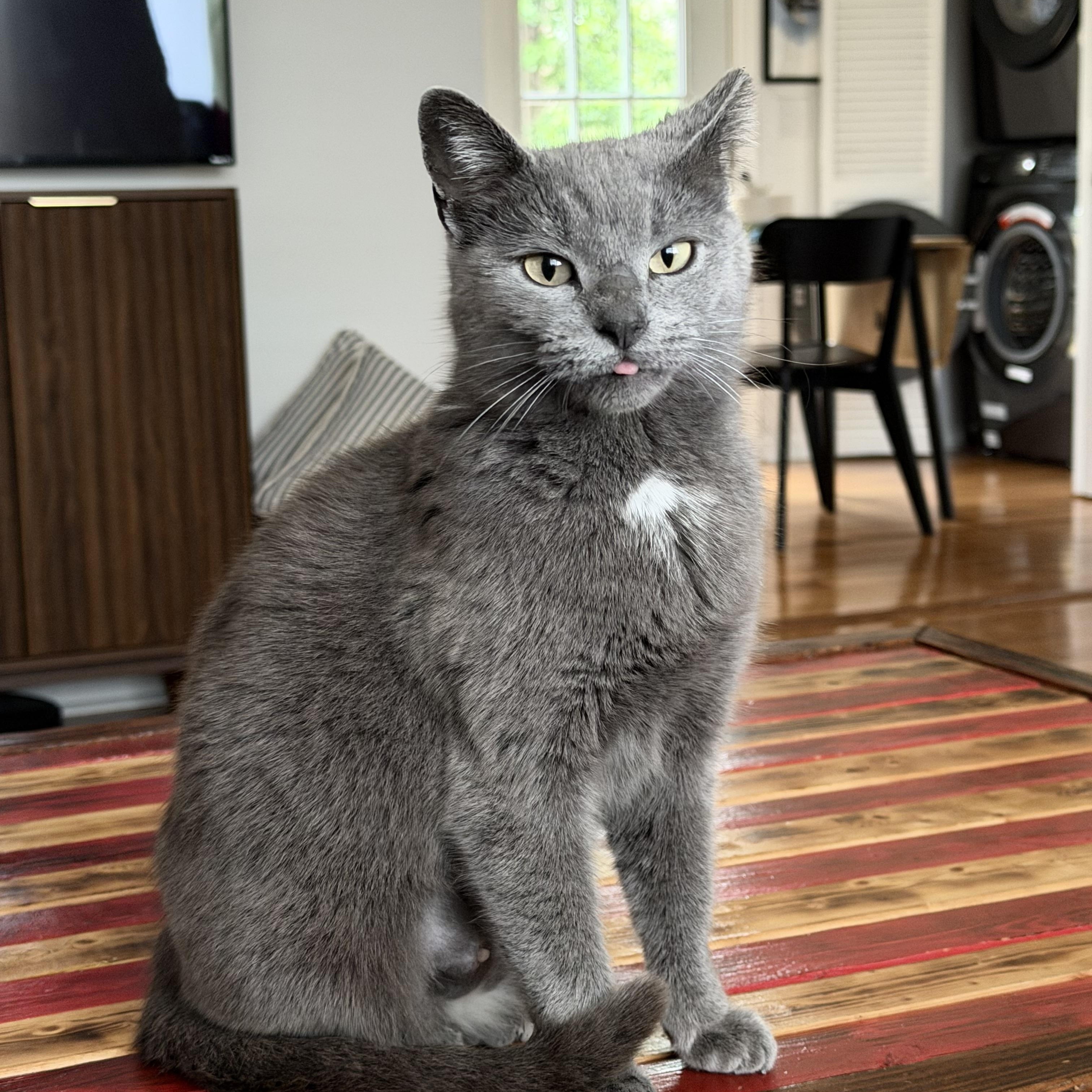 Nimbus, an adopted Domestic Short Hair in Nashville, TN image 1/2