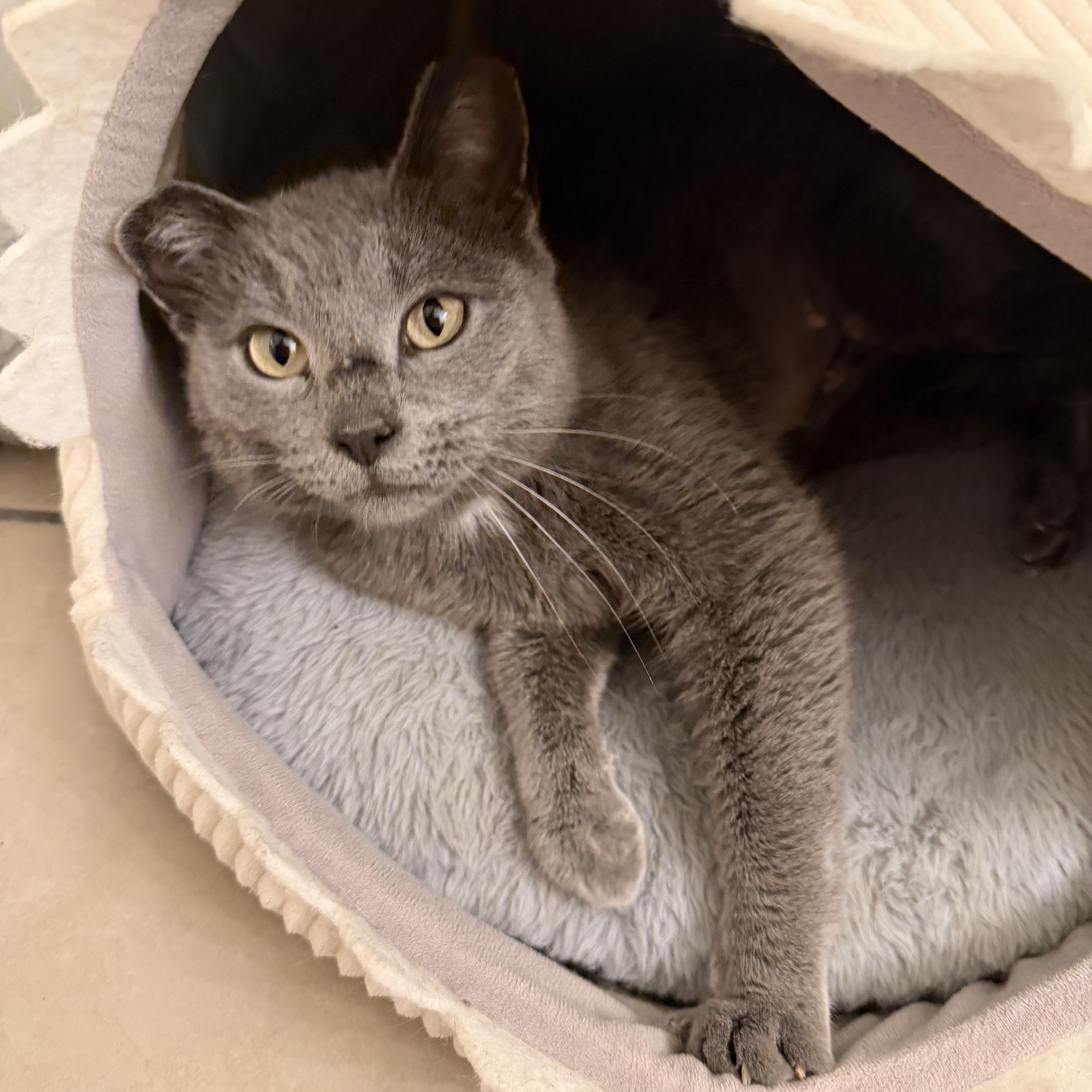 Nimbus, an adopted Domestic Short Hair in Nashville, TN image 2/2