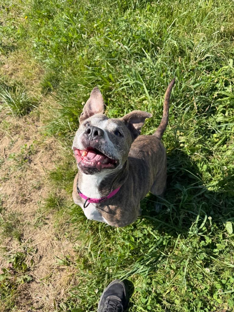 Zora - Fee Waived - Long Term Resident, Adoptable, Adult Female American Staffordshire Terrier.