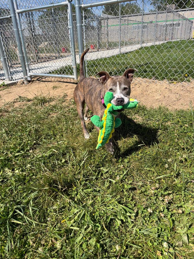 Zora - Fee Waived - Long Term Resident, a Adoptable American Staffordshire Terrier in Pierceton, IN image 2/6