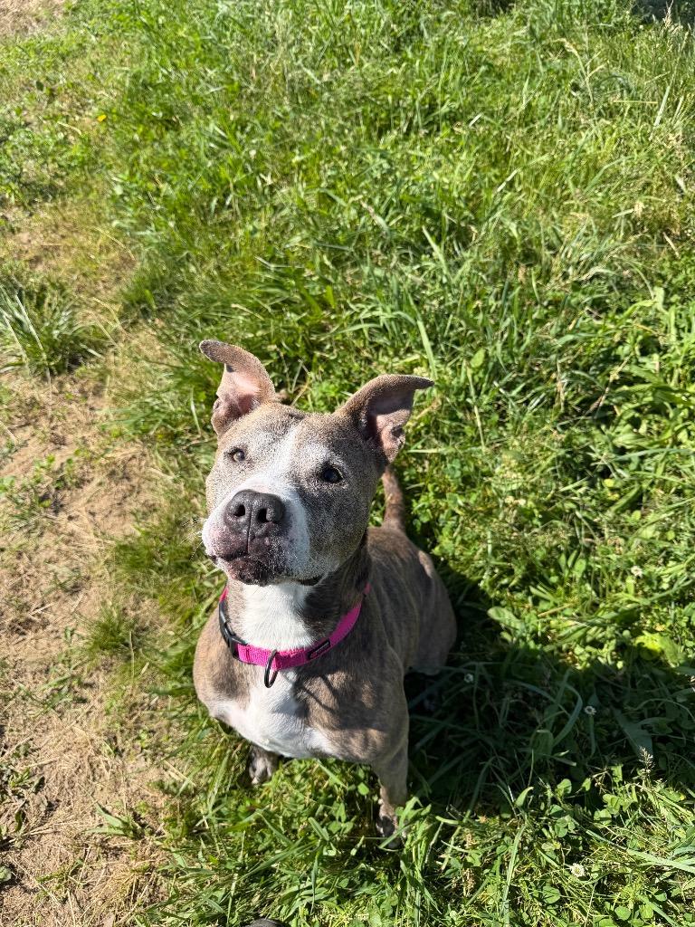 Enlarge Zora - Fee Waived - Long Term Resident, a Adoptable American Staffordshire Terrier in Pierceton, IN image 2/6
