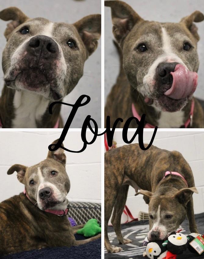 Enlarge Zora - Fee Waived - Long Term Resident, a Adoptable American Staffordshire Terrier in Pierceton, IN image 3/6