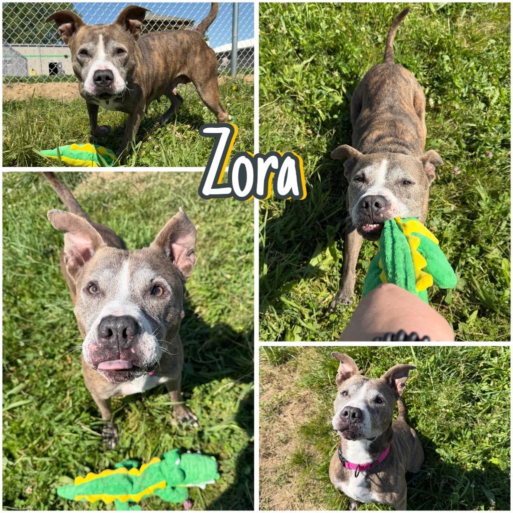 Enlarge Zora - Fee Waived - Long Term Resident, a Adoptable American Staffordshire Terrier in Pierceton, IN image 4/6