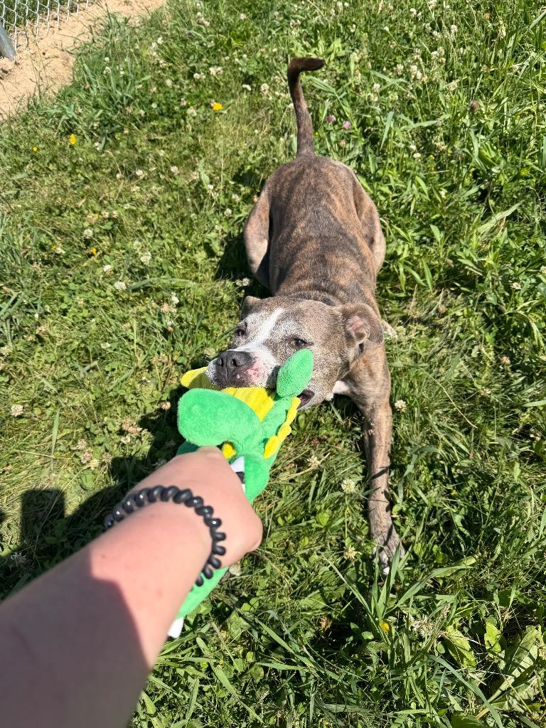 Enlarge Zora - Fee Waived - Long Term Resident, a Adoptable American Staffordshire Terrier in Pierceton, IN image 5/6