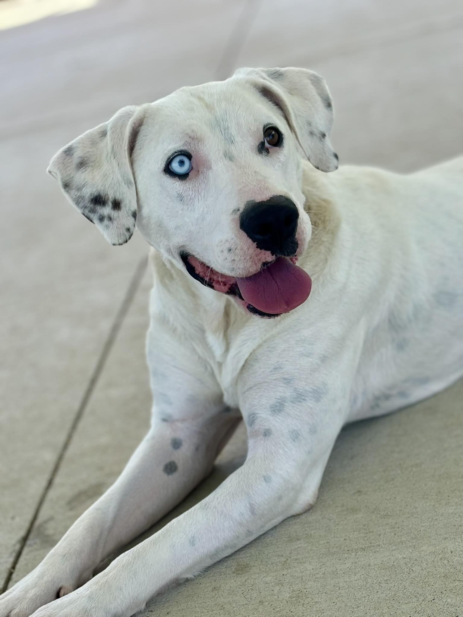 Chance, Adoptable, Adult Male Dalmatian.