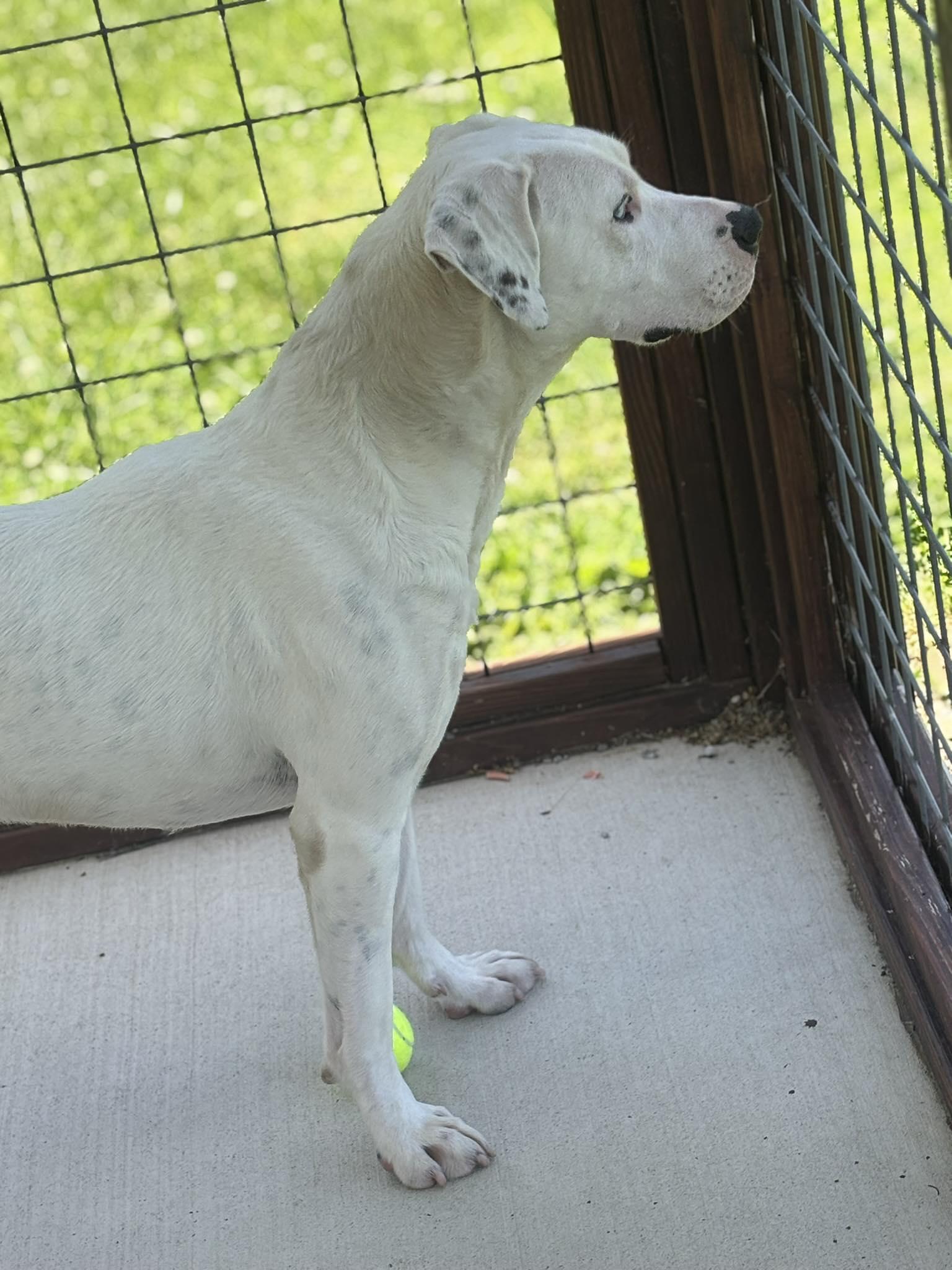 Chance, a Adoptable mixed breed in Franklin, KY image 2/4