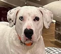 Chance, a Adoptable mixed breed in Franklin, KY image 3/4