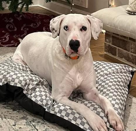 Chance, a Adoptable mixed breed in Franklin, KY image 4/4