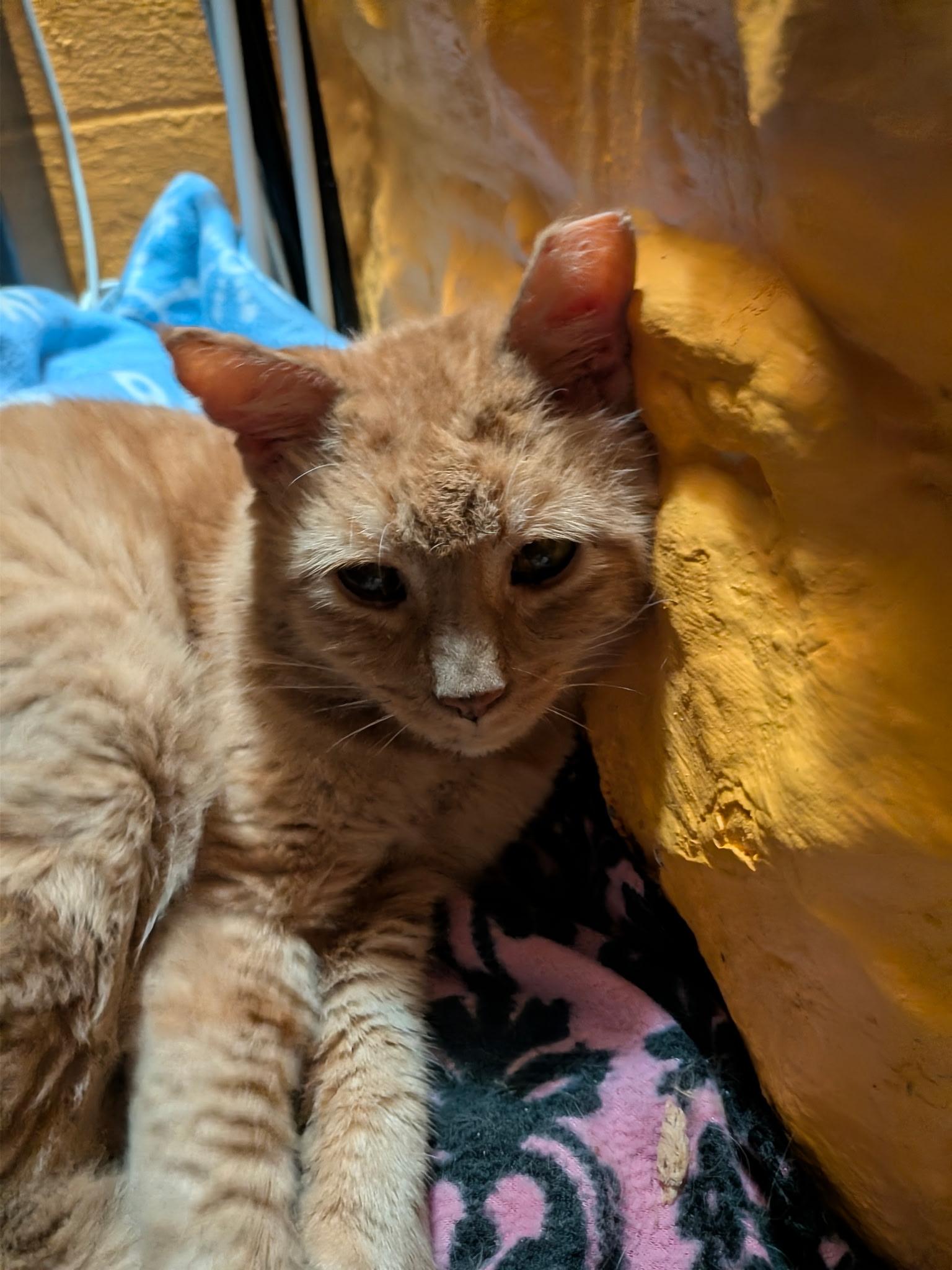 Finn, ADOPTABLE, Adult Male Domestic Short Hair.
