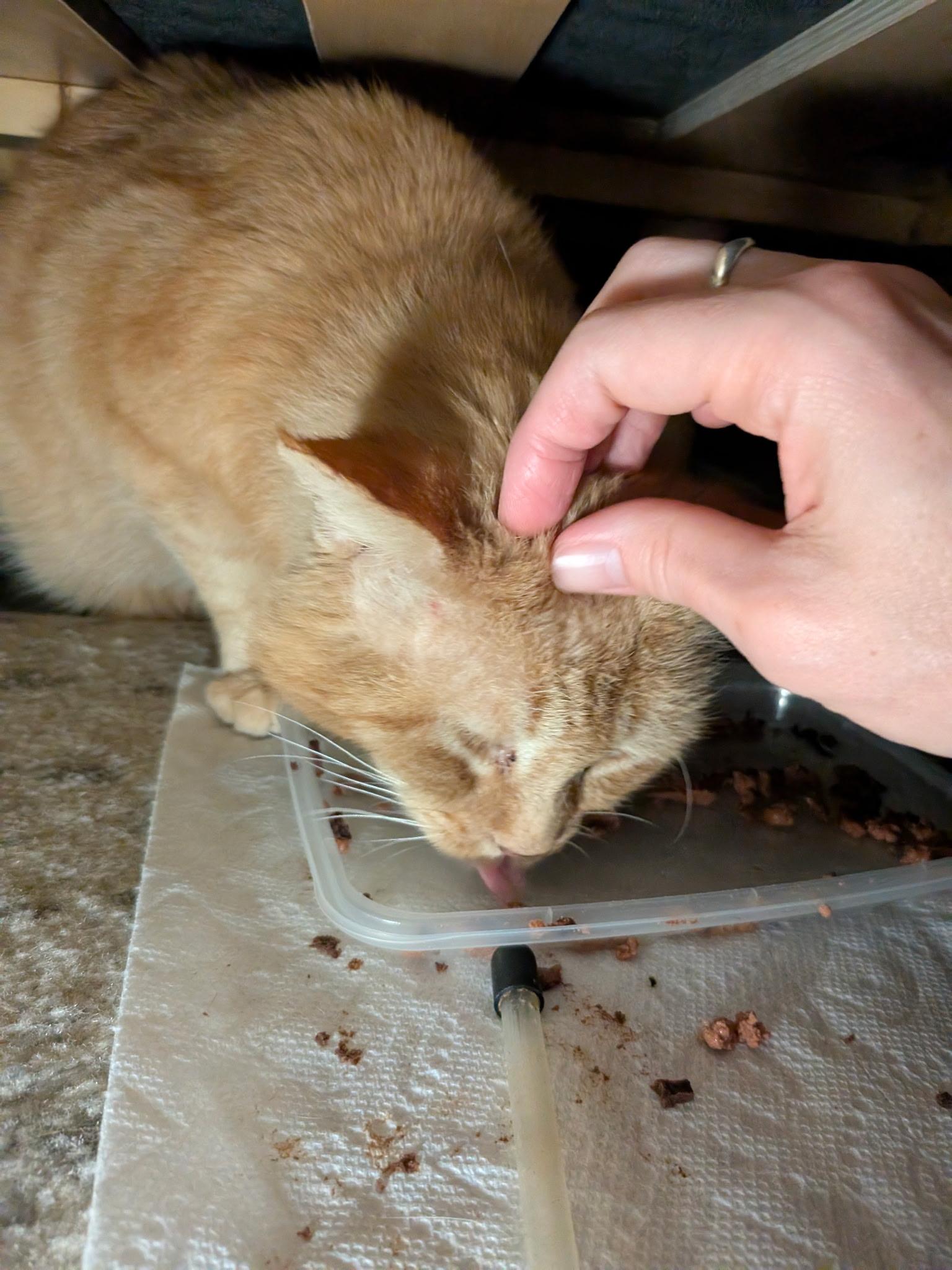 Finn, a ADOPTABLE Domestic Short Hair in Columbus, OH image 3/6