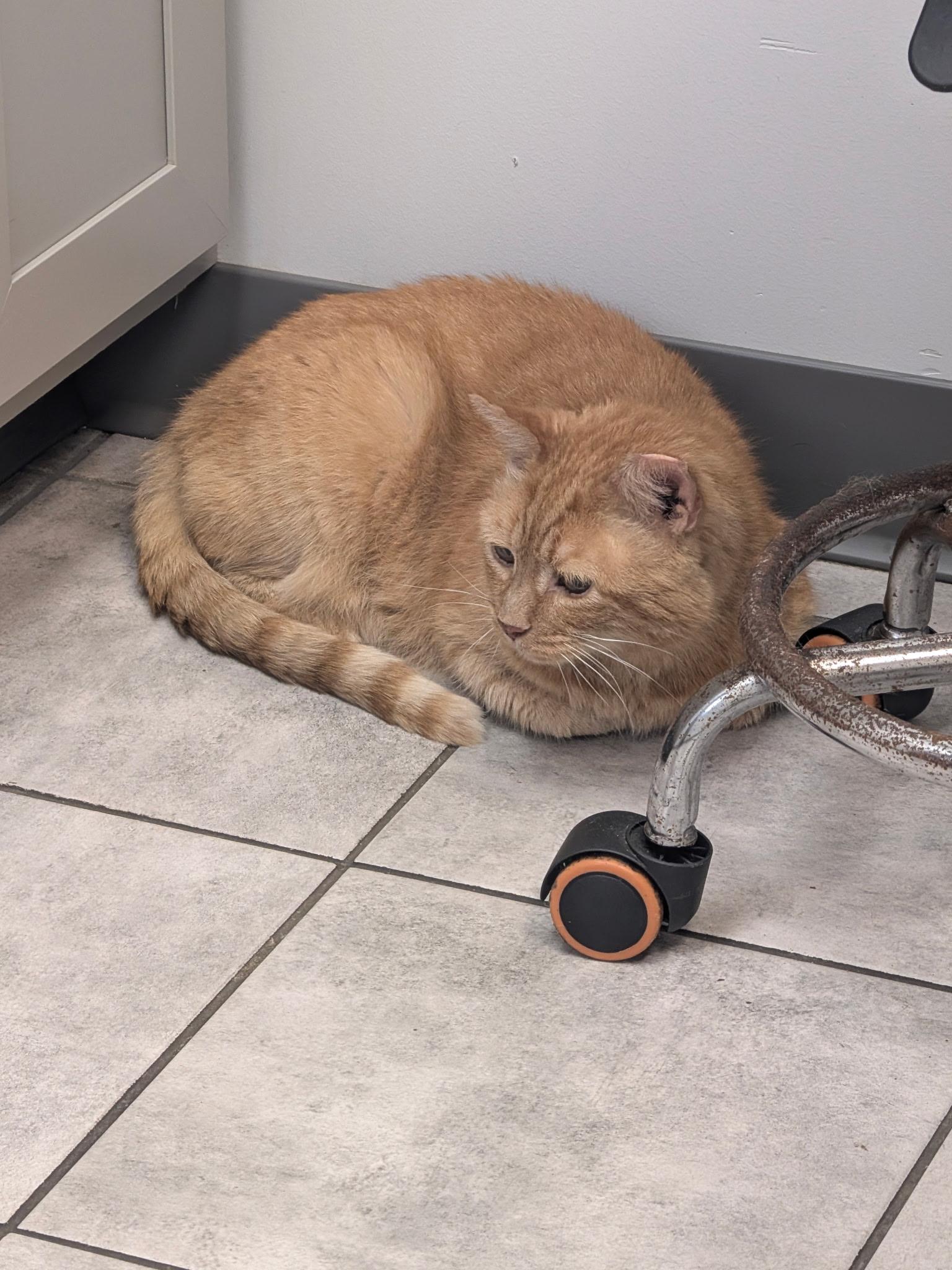 Finn, a ADOPTABLE Domestic Short Hair in Columbus, OH image 2/6