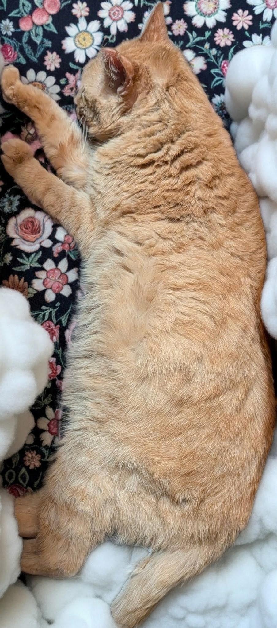 Finn, a ADOPTABLE Domestic Short Hair in Columbus, OH image 6/6