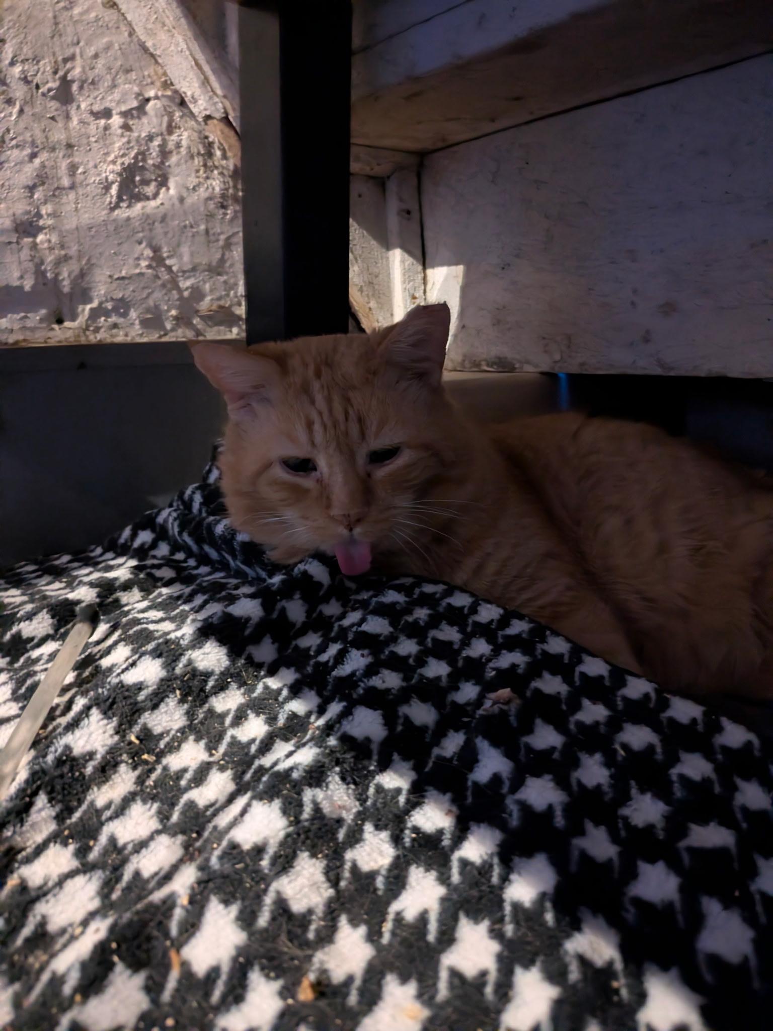 Finn, a ADOPTABLE Domestic Short Hair in Columbus, OH image 4/6