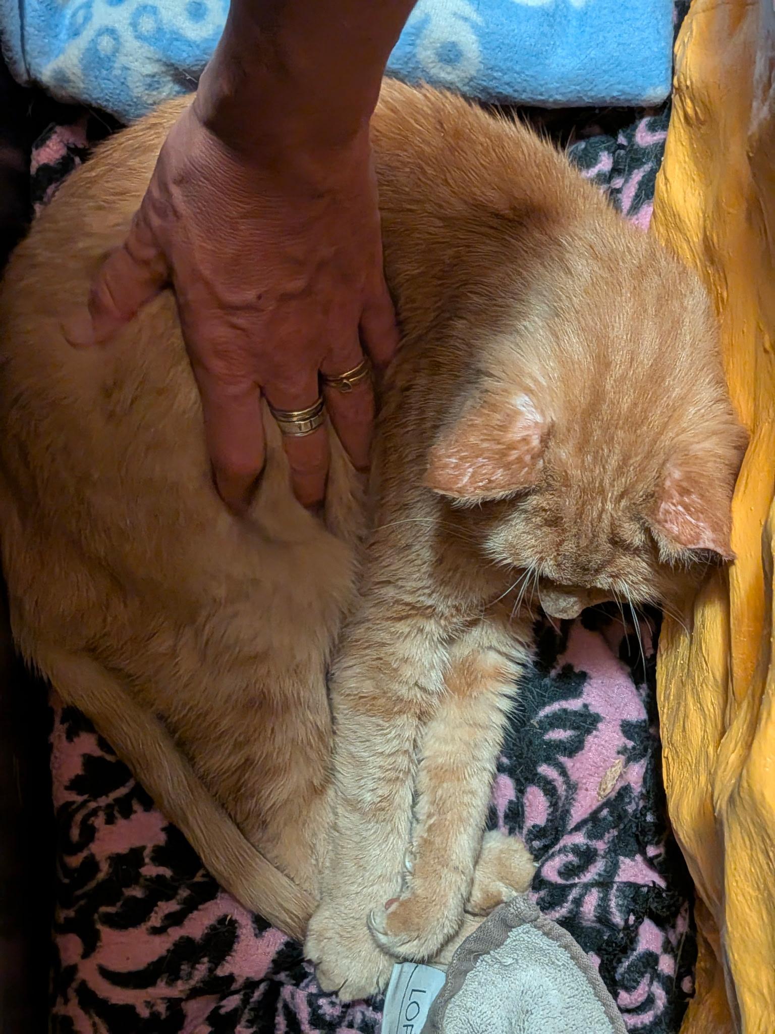 Finn, a ADOPTABLE Domestic Short Hair in Columbus, OH image 5/6