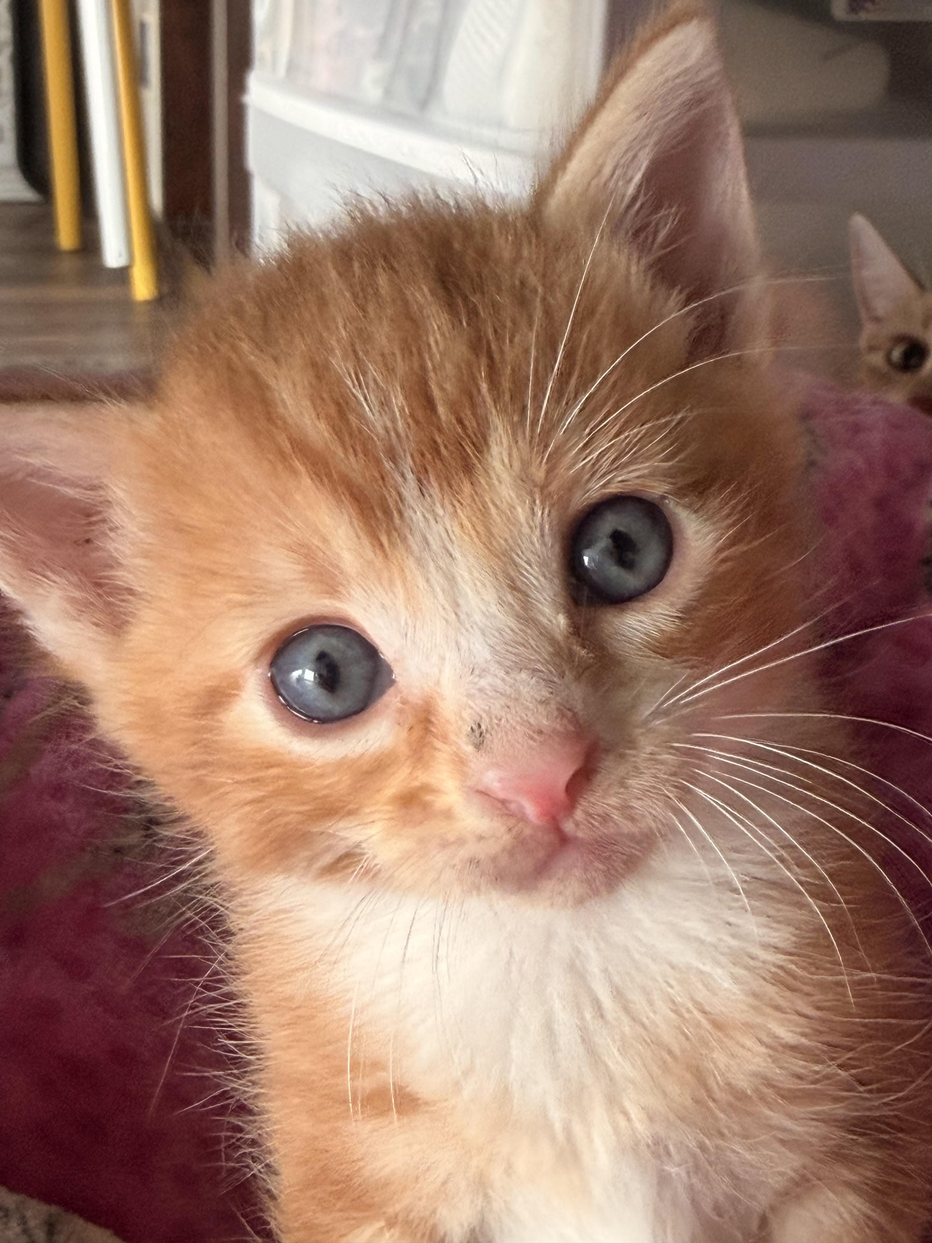 Enlarge Angus, a Adoptable Domestic Short Hair in Houston, TX image 1/1