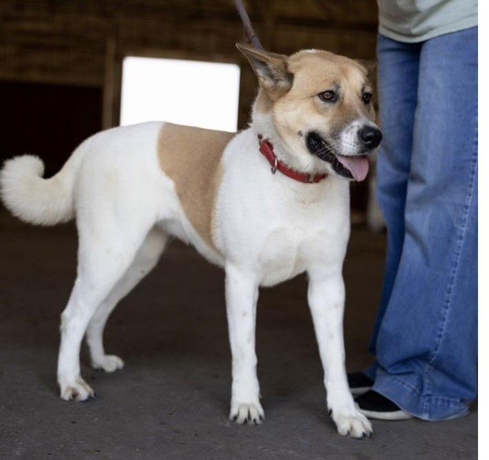 Enlarge Holly, a Adoptable mixed breed in Klondike, TX image 1/1