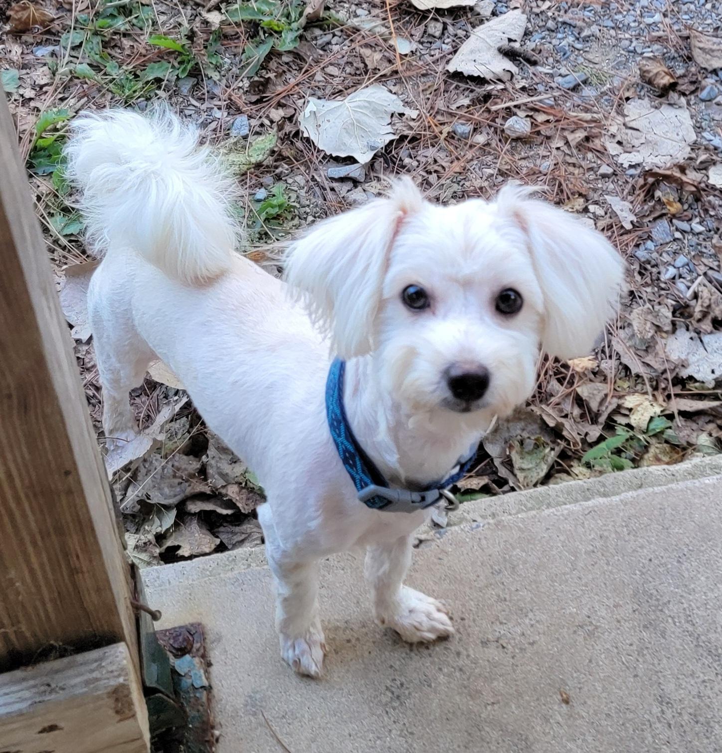Marty, Adoptable, Young Male Maltese.