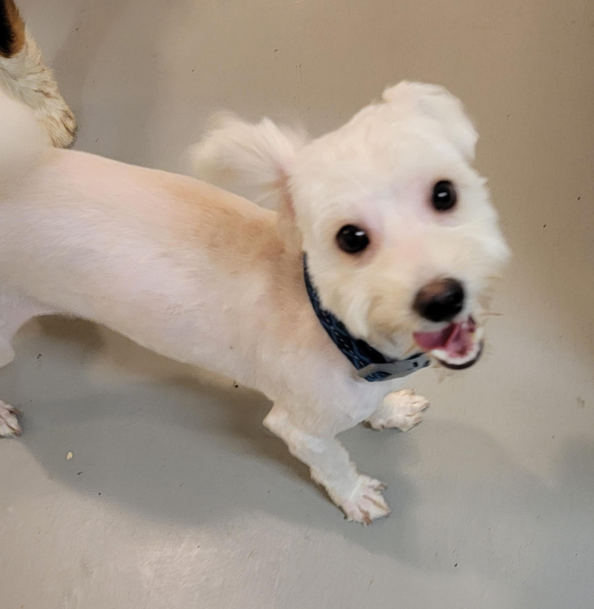 Enlarge Marty, a Adoptable mixed breed in Van Alstyne, TX image 2/3