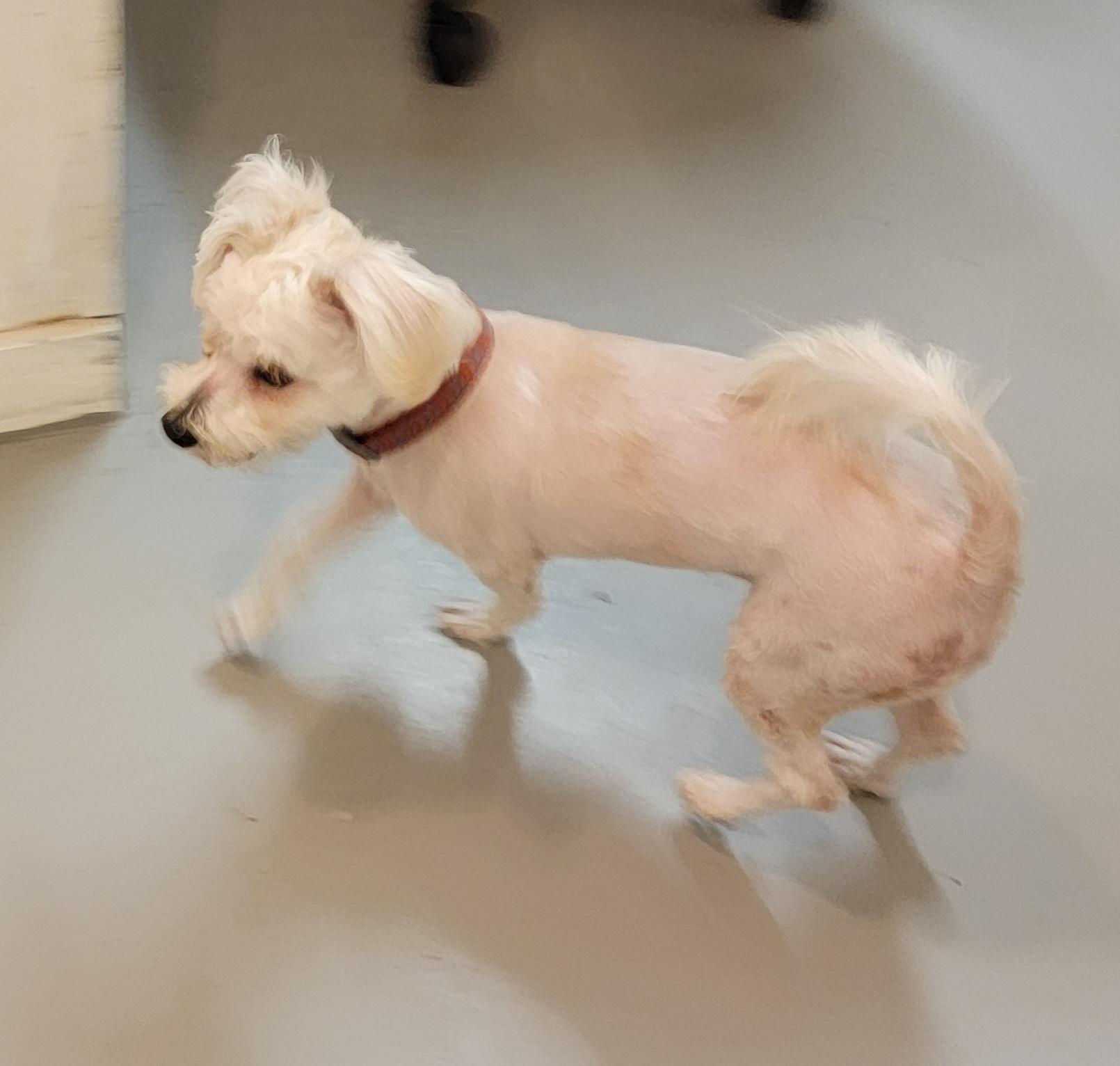 Enlarge Marty, a Adoptable mixed breed in Van Alstyne, TX image 3/3