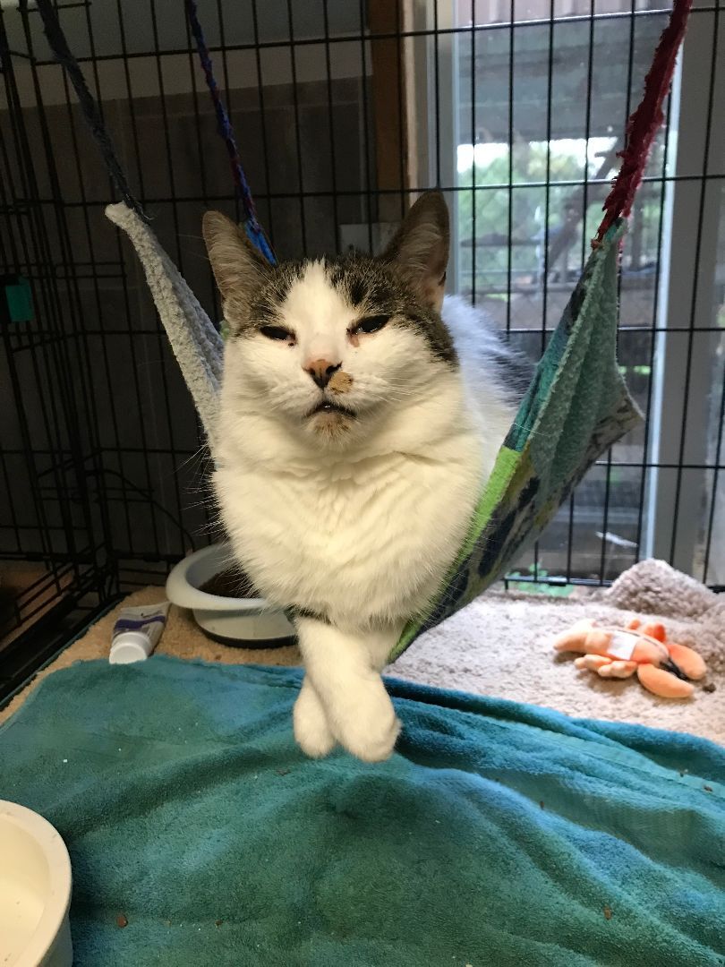 Alex (located in Midland), a Adoptable Domestic Medium Hair in Gladwin, MI image 6/7