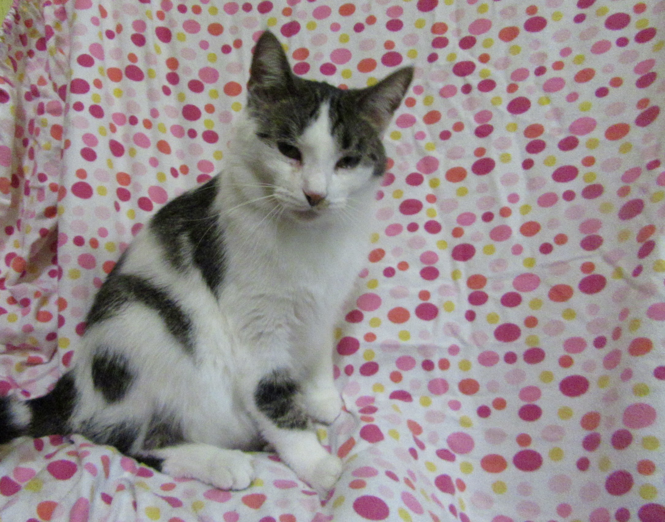 Enlarge Alex (located in Midland), a Adoptable Domestic Medium Hair in Gladwin, MI image 7/7