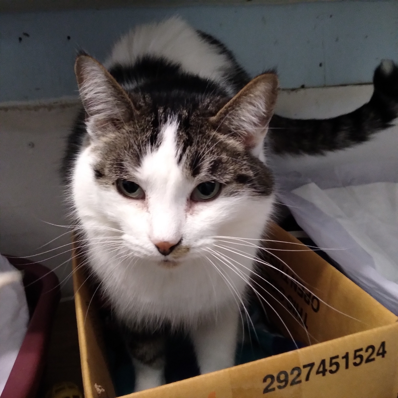 Alex (located in Midland), a Adoptable Domestic Medium Hair in Gladwin, MI image 1/7