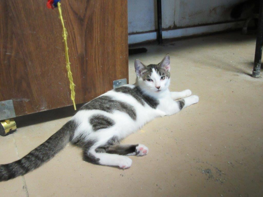 Alex (located in Midland), a Adoptable Domestic Medium Hair in Gladwin, MI image 5/7